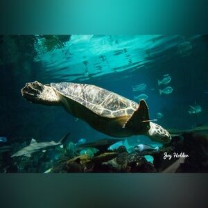 Sea Turtle Aquarium Décor Print - Green Turtle Wall Art for Reptile Lovers 8x10